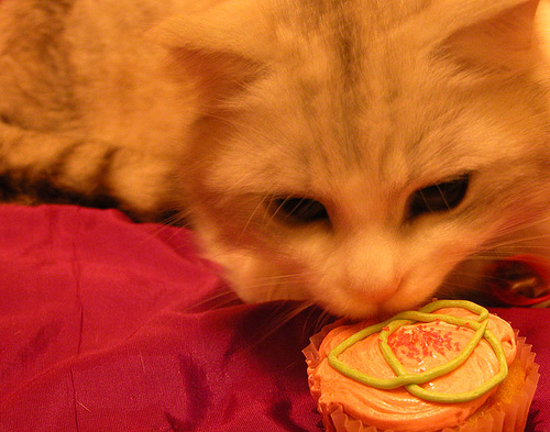 Cupcake Kitty